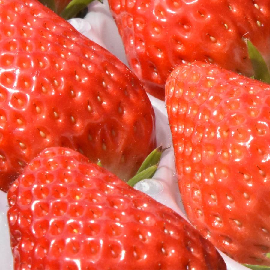 ＜嵯峨根農園＞京都産苺「章姫」240gx2（計480g）　