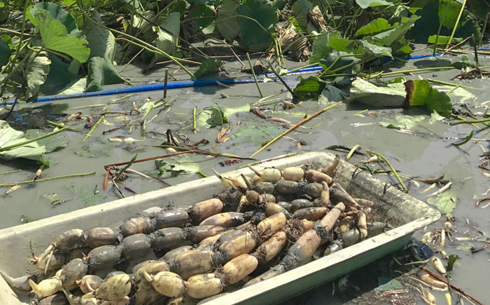 【土壌からとことんこだわり】白石町産 洗いれんこん約1kg【野中農園】 [IDC004]