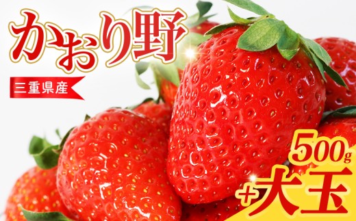 【先行予約】 いちご 250g×2パック 大粒6～8個 デラックスパック かおり野 苺 数量限定 新鮮 産地直送 厳選 フルーツ 果物 くだもの 贈答用 贈答品 贈答 ギフト プレゼント 国産 三重県 伊勢 志摩 南伊勢町 15000円 一万五千円 10000円台 一万円台