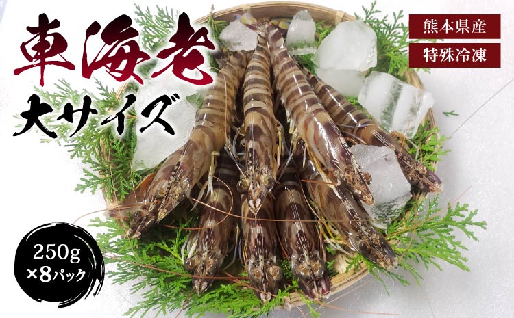 特殊冷凍 車海老 (大サイズ) 250g×8パック 計2kg 熊本県産