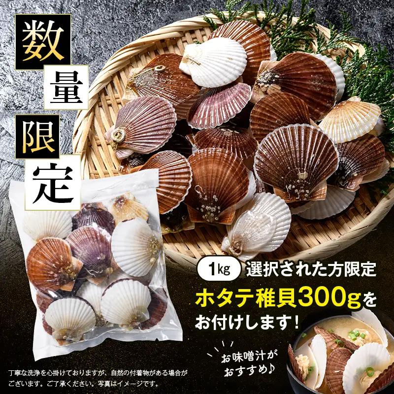 【訳あり】ベビーボイルほたて（サイズ不選別品）1kg（500g×2）＋ホタテ稚貝300g  北海道 噴火湾産 mr1-1170