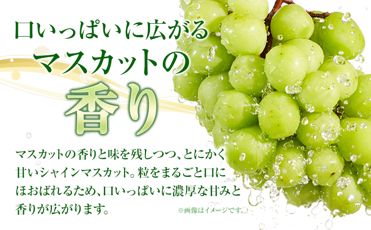 【先行予約】岡山県産 シャインマスカット 約500g ( 1房 )  クール便 晴れの国 おかやま館(フルーツランド岡山) 《8月下旬-9月下旬頃出荷》岡山県 浅口市【配送不可地域あり】（離島）---
