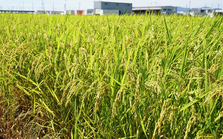 先行予約 新潟県三条市産 コシヒカリ（従来種) 精米 5kg 令和7年産 2025年産 こしひかり [農事組合法人いのこば]【015S196】