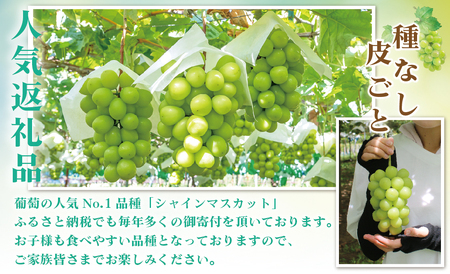 【2026年発送先行予約】大容量山梨県産 シャインマスカット2.5㎏以上(4～6房) ALPAI025