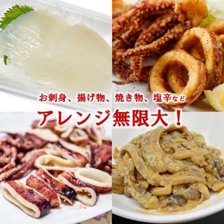 【鮮度そのまま急速冷凍】 冷凍スルメイカ 大サイズ 20尾入 鮮度そのまま！ いか イカ