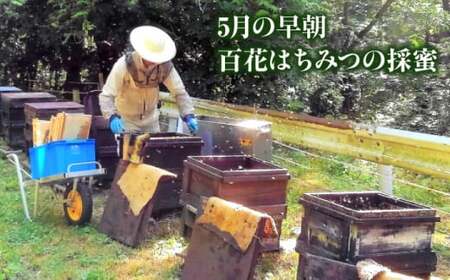 升田養蜂場のはちみつ   蜂蜜 ハチミツ お取り寄せ グルメ  三次市/升田養蜂場[APAE007]
