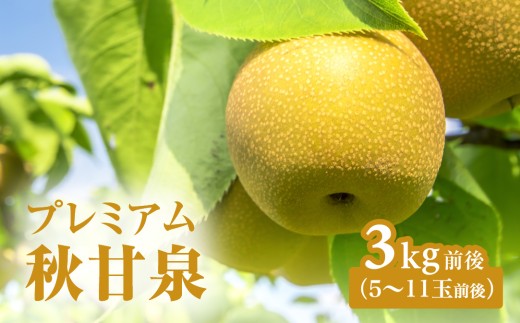 【令和9年産先行予約】プレミアム秋甘泉（あきかんせん） 3kg前後(5～11玉前後) 梨 なし 果物 高間商店 日野町