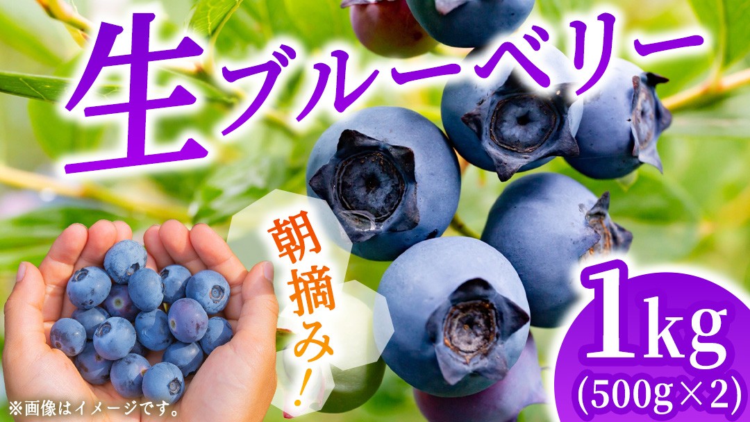 
                  朝摘み 生 ブルーベリー 1kg (500g×2) 国産 期間限定 数量限定 冷蔵 果物 ぶるーべりー ベリー フルーツ くだもの ヨーグルト 新鮮 産地直送 おすすめ 甘い 茨城県 城里町 そよ風の丘 城里ブリーベリーガーデン[CB001]
                