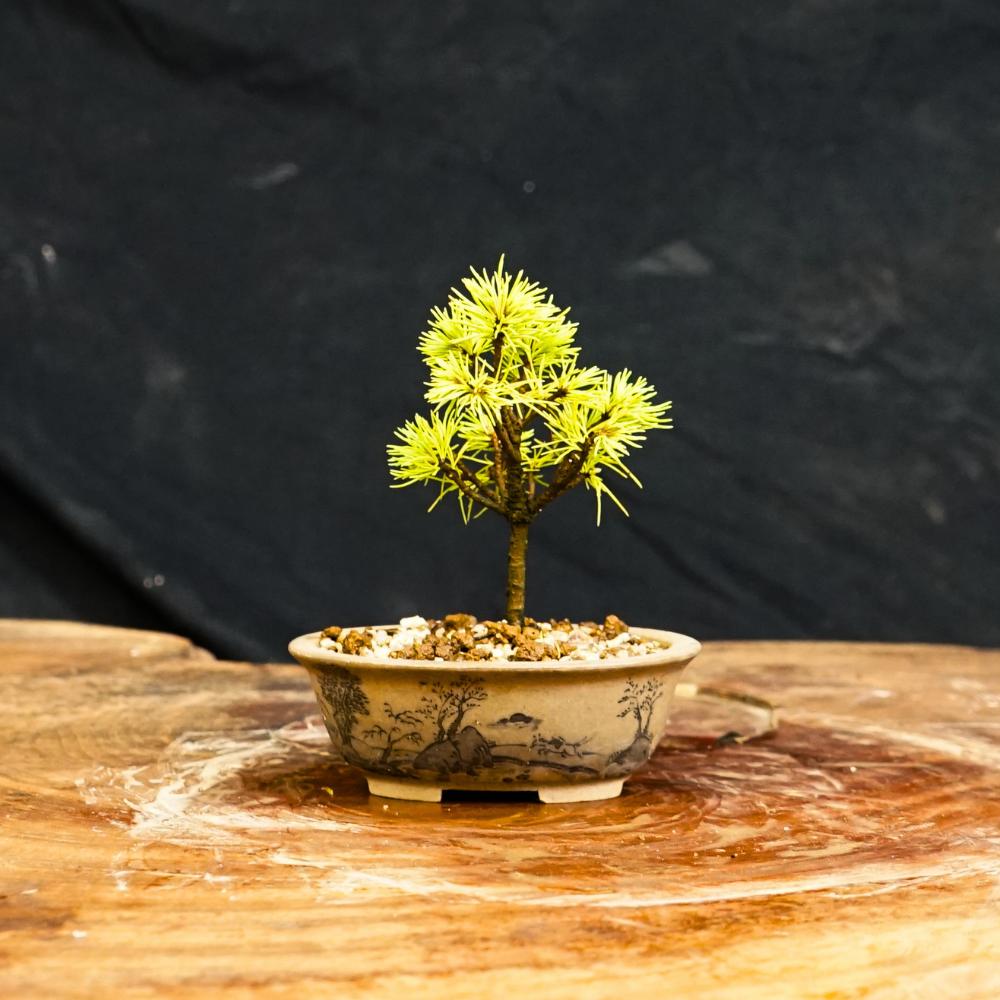 
                  赤石の泉 赤石五葉松（鉢植え） F-171
                