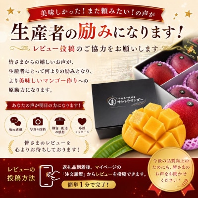 【2026年6月下旬から順次発送】マルトウマンゴーの贈答用アップルマンゴー2kg【配送不可地域：離島】