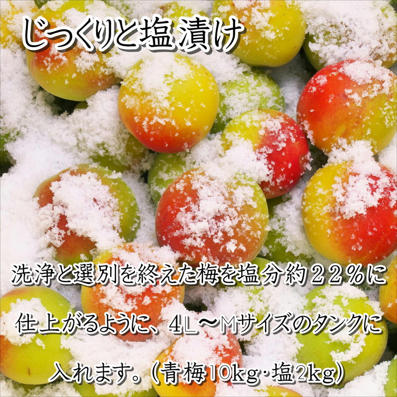 紀州南高梅使用 しそ梅(塩分15%) 1.5kg（和歌山県産）