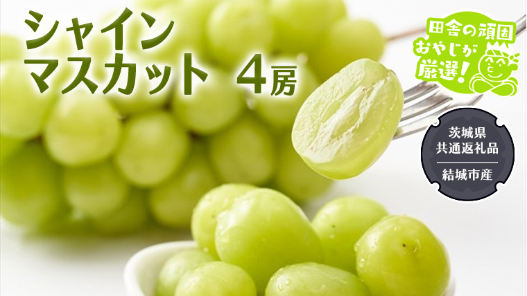 
            シャインマスカット 4房 【2025年7月より発送開始】 （茨城県共通返礼品 [ぶどう]：結城市産） 田舎の頑固おやじが厳選！ マスカット 種なし ギフト 高糖度 大粒 甘い 美味しい フルーツ
          