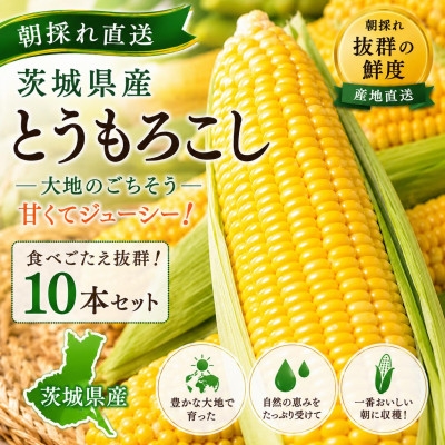 
マルカファームの朝採れ「とうもろこし」10本セット【1404268】
