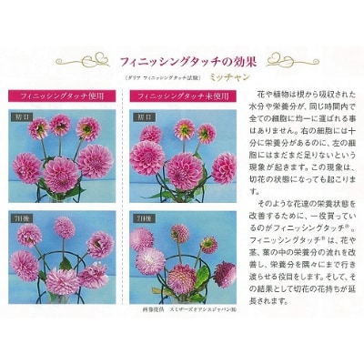 川西町産　ダリア切花　中輪〜中大輪(約17cm〜21cm前後)20本　※9月〜10月出荷予定【配送不可地域：離島】【1244698】