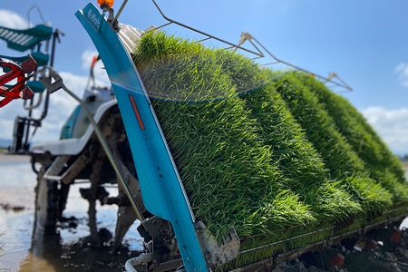 【令和8年産新米先行予約】加茂市産こしいぶき 精米10kg（10kg×1袋）《9月中旬～順次出荷》