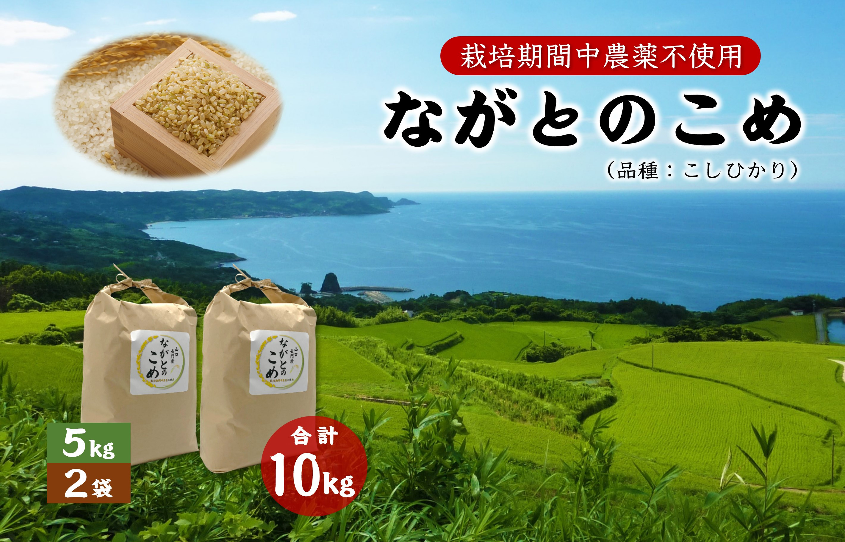 
ながとのこめ こしひかり コシヒカリ 5kg×2袋 合計10ｋｇ 玄米 長門市 令和6年度産
