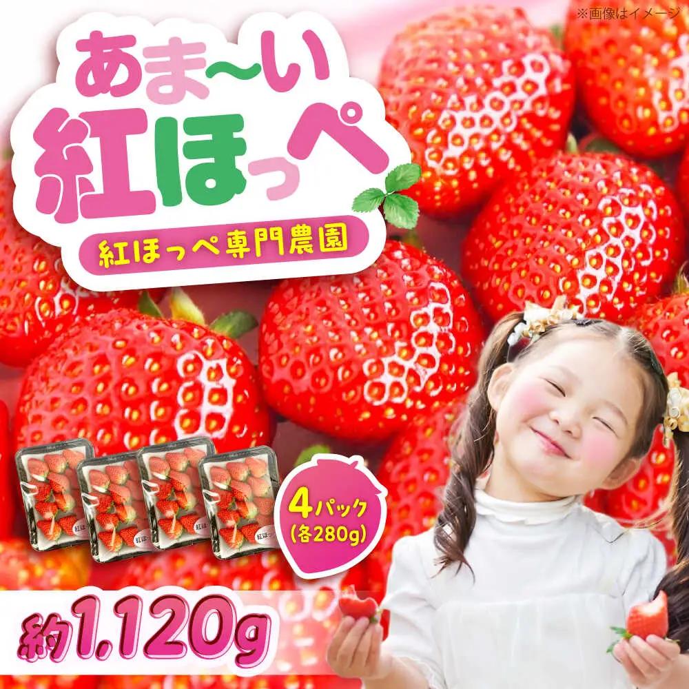 【2026年1月以降順次発送】こだわりの紅ほっぺ 280g 4パック[BAFN001]紅ほっぺ