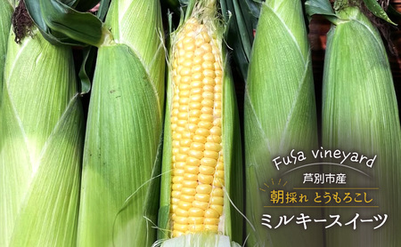 北海道芦別市産 とうもろこし ミルキースイーツ 10～12本 朝採れ とうもろこし