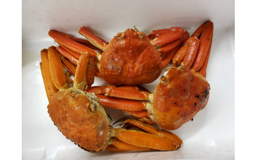 239M.■河本魚店■松葉ガニ〔ボイル〕◆B級品◆
