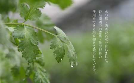 西条名水育ちの山盛り生パクチー1.5kg
