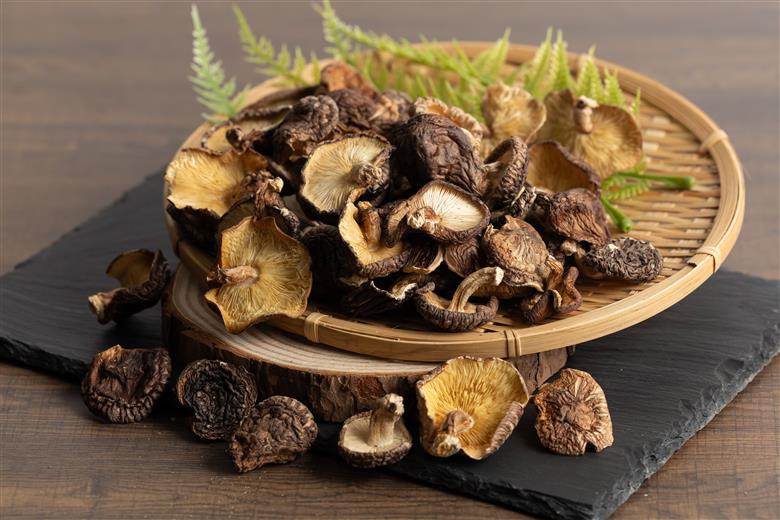 【訳あり】 津久見産不揃いしいたけ 100g×5袋 | 乾燥椎茸 きのこ 茸　家庭用 しいたけ 乾燥シイタケ 国産 九州 大分県 小分け 送料無料
