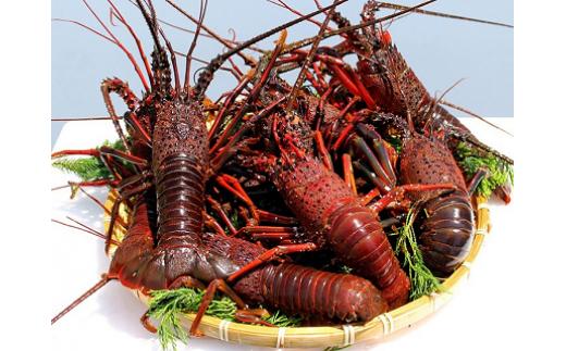 活伊勢海老８４０ｇ（２００～２３０ｇ×４尾） ONJB029