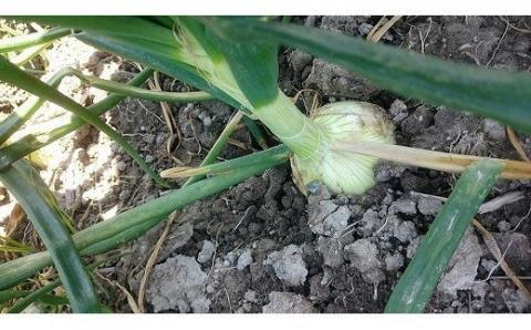 【youふぁーむ】【新玉予約】淡路島産新玉ねぎ10kg◆配送2月中旬～