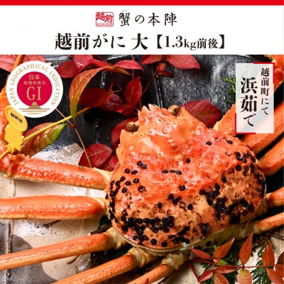 冬の日本海の味　浜茹で【越前がに　1.3kg前後】11月～翌3月順次発送【配送不可地域：離島・北海道・沖縄】【1398534】