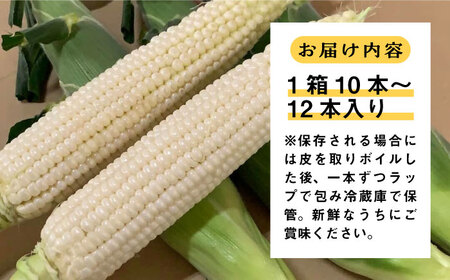 【先行予約】田村農産の白トウモロコシ 10～12本入り（2025年6月以降順次発送）【田村農産】《豊前市》野菜 とうもろこし スイートコーン [VBE001]