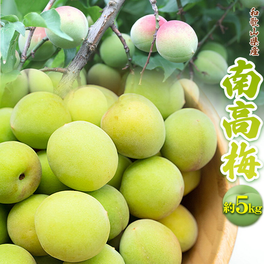 【ふるさと納税】和歌山県産南高梅約5kg【サイズおまかせ】 紀の川市厳選館【2026年分先行予約】《2026年6月上旬-6月下旬頃出荷》 和歌山県紀の川市