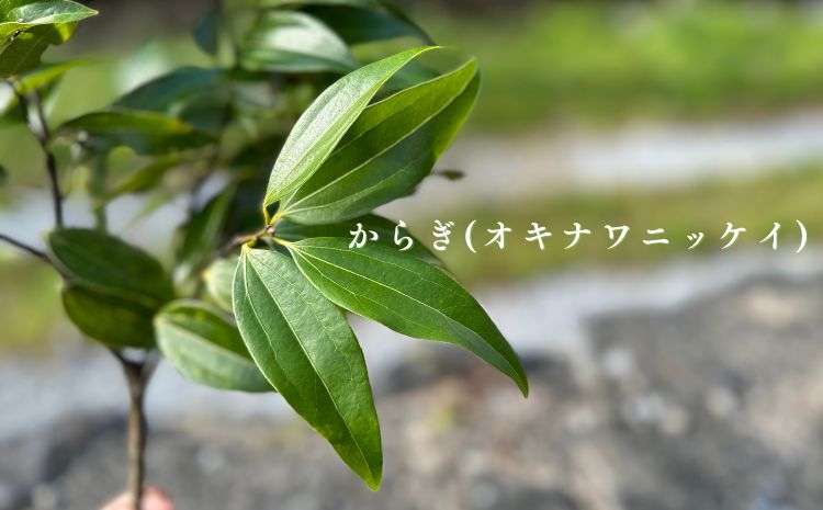 すっきり爽やか！沖縄のシナモンティー「からぎ茶」茶葉 50ｇ 5袋	