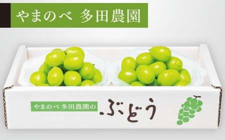 《先行予約》シャインマスカット ダイヤパック 250g×2パック やまのべ多田農園のぶどう ブドウ F21A-312
