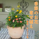 【ふるさと納税】植物 寄せ植え 季節のお花 黄色 オレンジ系 つぼ丸型 25cm ガーデニング 花　【朝倉市】