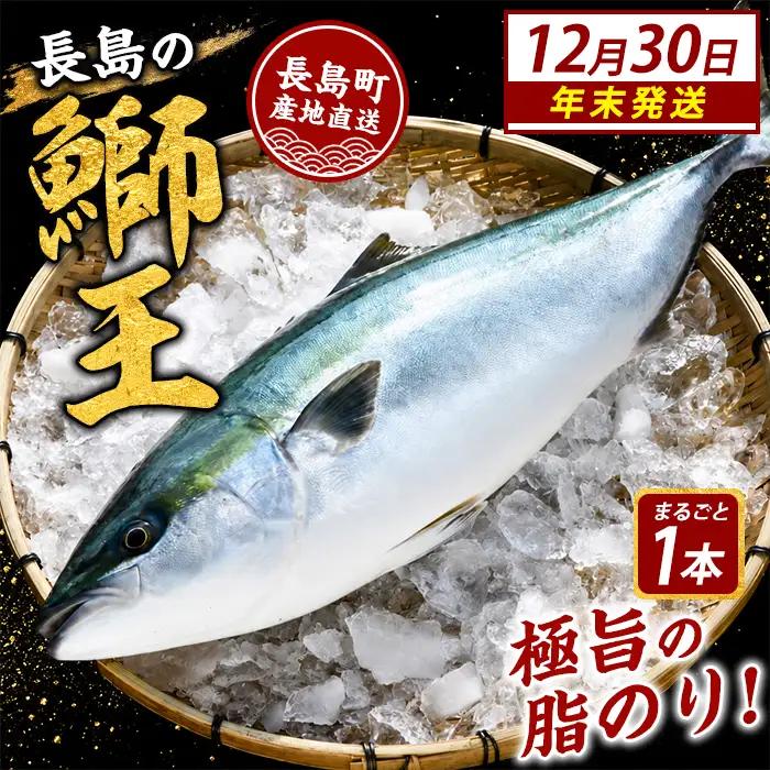 ＼年末発送 先行予約／【12月30日発送】鰤王ラウンド（約3.5㎏～）テレビで紹介ぶりの王様「 鰤王 」 まるごと 1本 ラウンド 先行予約 産地直送 長島町 特産品 ブランド 鰤 冷蔵 ふるさと納税 ぶり 刺身 ぶりしゃぶ ぶり大根 海鮮丼 年末年始発送 【JFA】jfa-7115-30