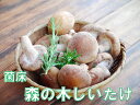 【ふるさと納税】【森の木ファーム】淡路島産の菌床生椎茸（しいたけ）