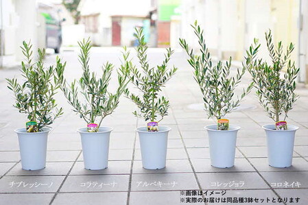【3鉢セット】オリーブの木 品種：コレッジョラ 6号鉢 シンボルツリー_FC13 観葉植物 オリーブ 苗木 ※北海道・沖縄・離島への配送不可