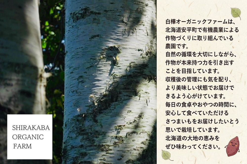 ＜ 先行予約 ＞ オーガニック さつまいも べにはるか 10kg サツマイモ 紅はるか いも イモ 芋 有機栽培 有機野菜 化学農薬不使用 化学肥料不使用 焼き芋 大学芋 北海道 安平町 安平