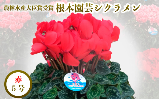 【2026年 先行予約】シクラメン レッド 5号 | 根本園芸 【53850-009-01】