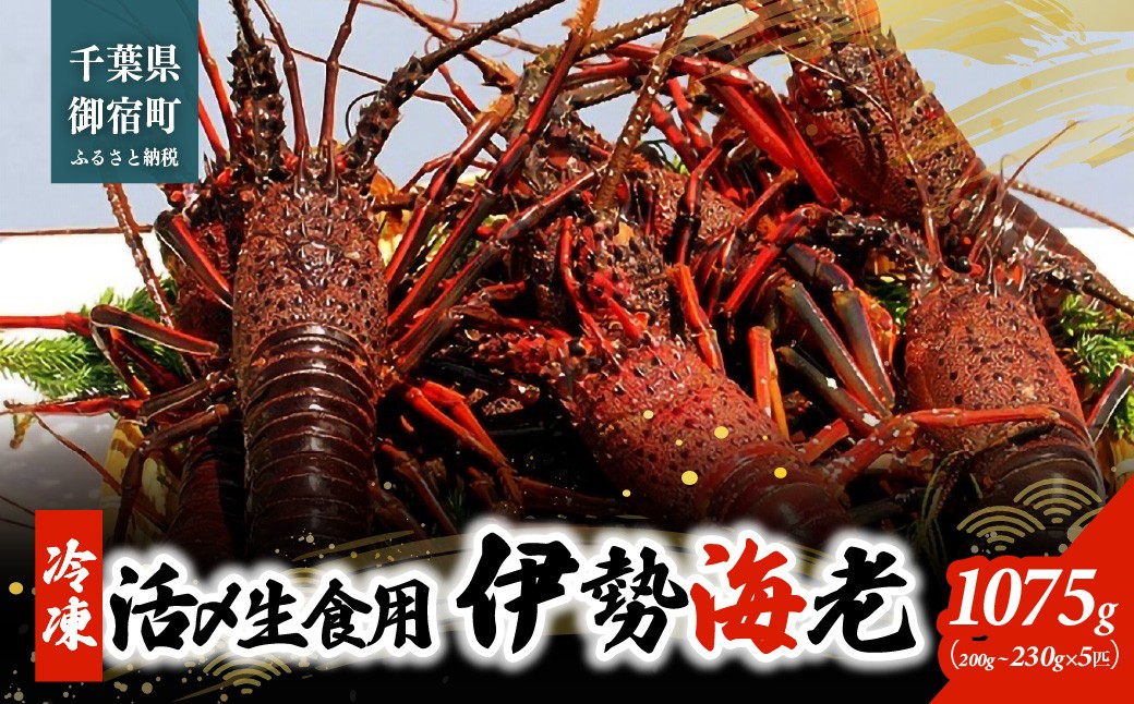 
                  活〆生食用伊勢海老(冷凍)１０７５ｇ（２００～２３０ｇ）×５匹
                