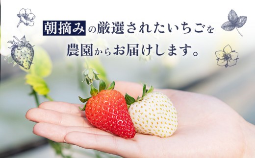 【2027年１月以降発送！】【北海道産】ゆきいちご（すずor恋みのり） ２Pセット 各250g×２ 計500g