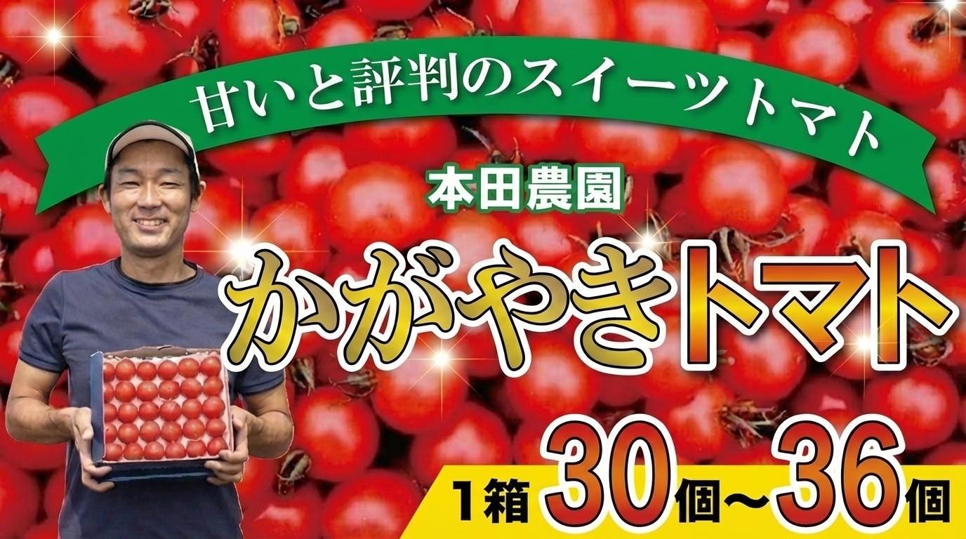 
                  【人気のスイーツトマト】本田農園のかがやきトマト1箱（約30個~36個）とまと 甘い 野菜  cz006n00
                