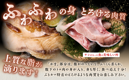 【訳あり】 天然 極寒ブリ ぶりカマ 1kg (4切)_A006-0991