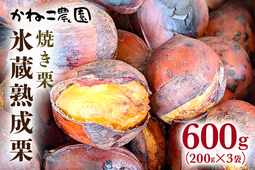 【2026年先行予約】 笠間の栗・かねこ農園の焼き栗 200g×3袋 栗 クリ くり 焼栗 茨城県 笠間市 ＜11月上旬～1月に順次発送予定 12月31日まで受付＞