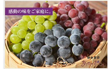 【先行予約 数量限定】旬採りぶどう詰め合わせ（大）5~6房｜ぶどう ぶどう ぶどう ぶどう ぶどう