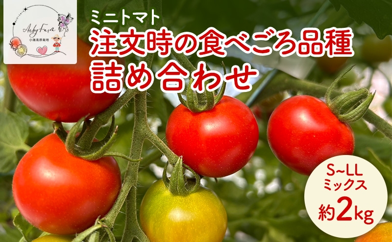 
                  ミニトマト 約2kg 注文時の食べごろ品種詰め合わせ アイビーファーム 長野 信州 小諸 産地直送[№5915-1647]
                