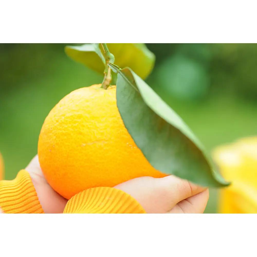 清見オレンジ 約3kg 《2027年3月から出荷予定》期間限定 フルーツ 果物 清見オレンジ みかん