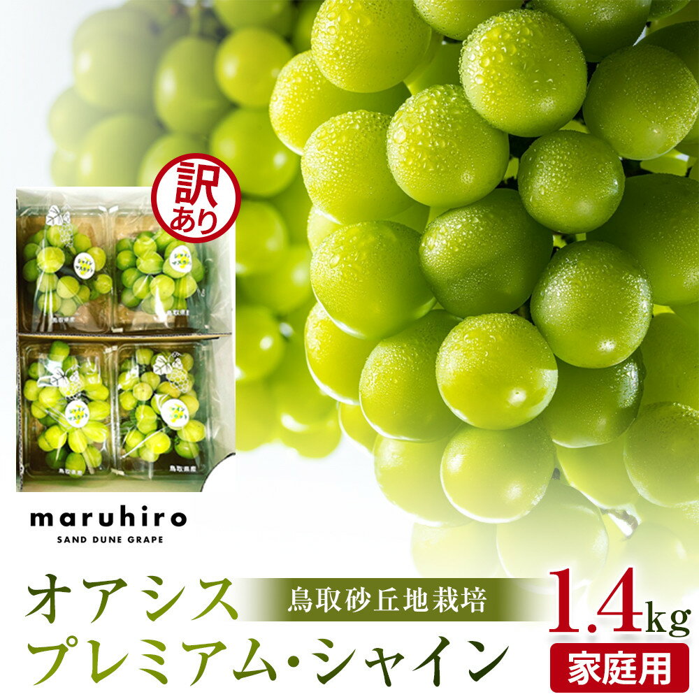 【ふるさと納税】【先行予約】シャインマスカット 訳あり 家庭用 鳥取砂丘地産 1.4kg(350g×4パック)※離島配送不可 ※2025年8月下旬～10月下旬頃に順次発送予定 | シャインマスカット マスカット 葡萄 ブドウ ぶどう フルーツ 果物 甘い 鳥取県 北栄町 おすすめ 人気