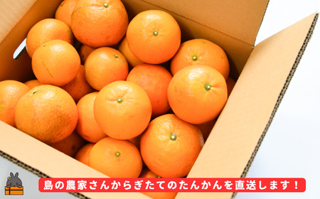 《先行予約》（家庭用）見た目は△！でも味は◎！徳之島産“もぎたて”たんかん（5kg） （ 訳あり 訳有 わけあり ワケ有 タンカン フルーツ みかん 果物 柑橘 甘い 徳之島 奄美 鹿児島 もぎたて 