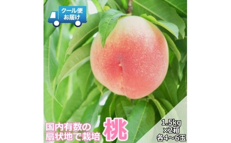 【令和7年発送先行予約】クール便　収穫当日に発送　桃 1.5㎏×2箱(各箱4～6玉)  ALPDG004