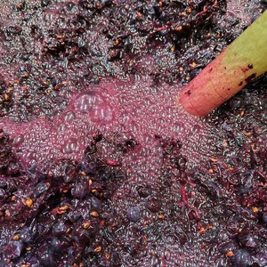 【自然派】フルボディ15度赤ワイン 南アルプス小公子2025　黒　6本 ALPEL010